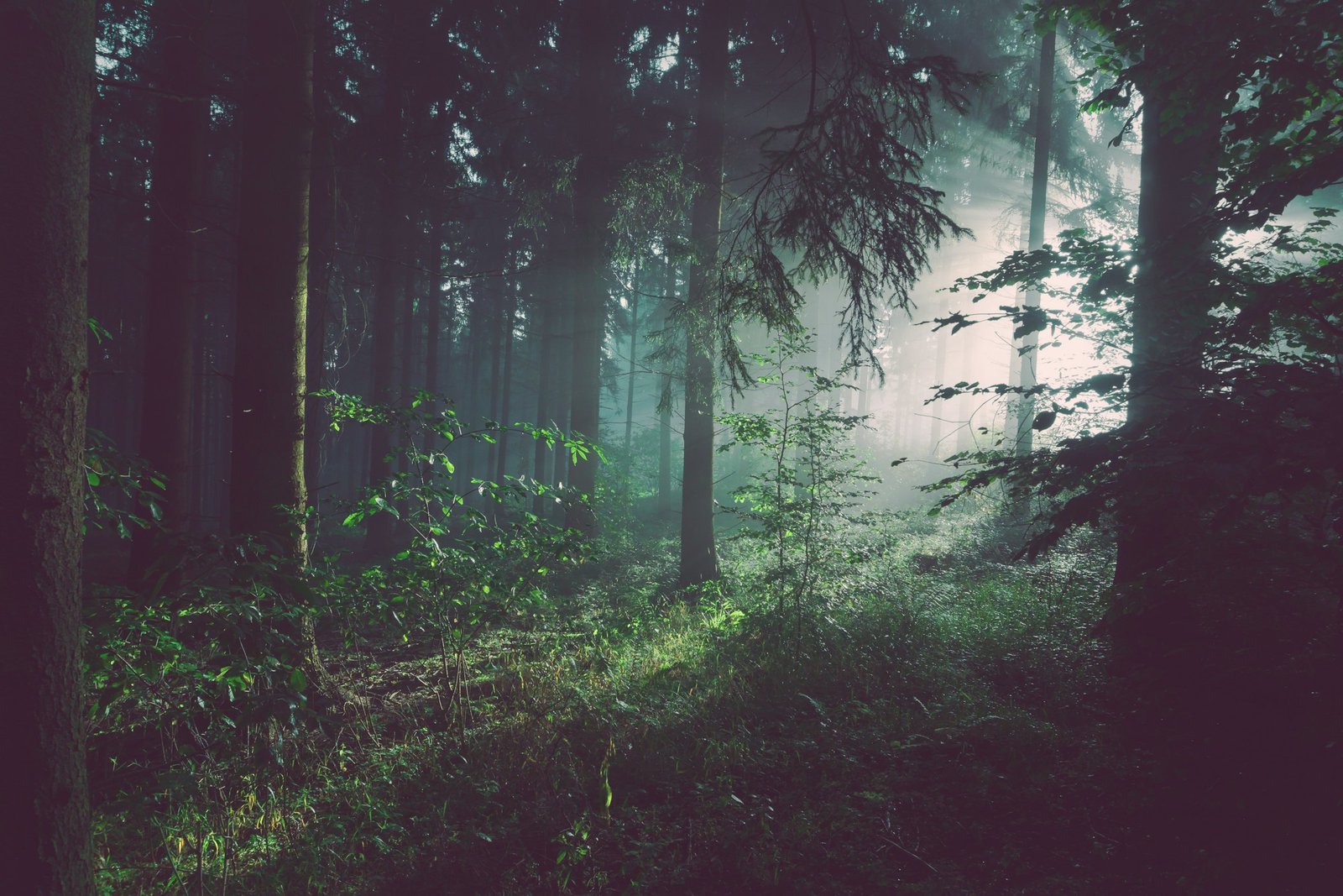 Sonnendurchfluteter, bewirtschafteter Mischwald