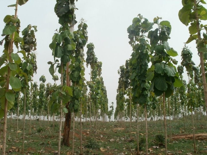 Teak-Plantage Miro Forestry Ghana